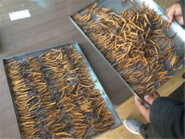 確保制藥凍干機高效運行的參數(shù)設(shè)置技巧與方法